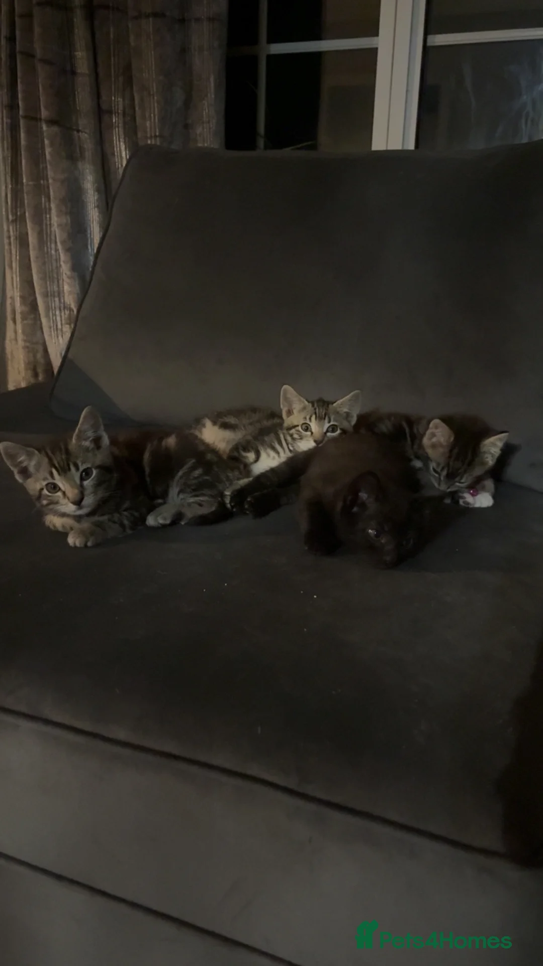 Mixed Breed cats for sale: 5 kittens  - Advert 8