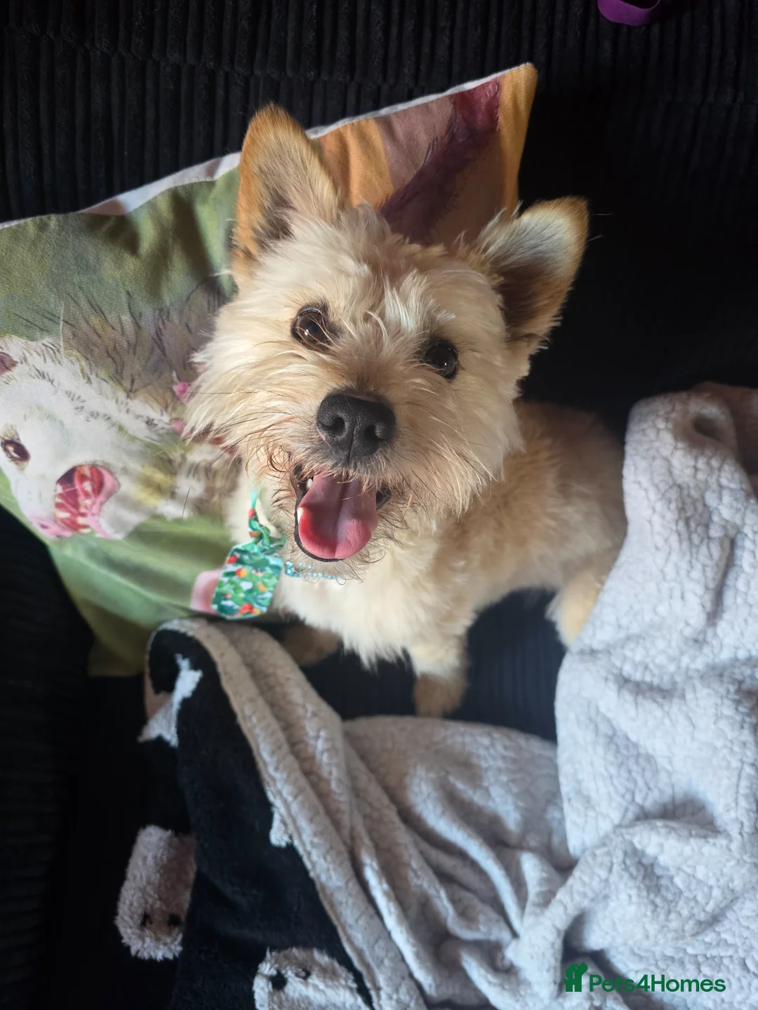 Mixed Breed dogs for sale: Bailey NEEDS HOME ASAP - Advert 1