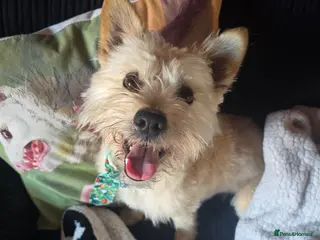 Mixed Breed dogs Bailey NEEDS HOME ASAP - Advert 1