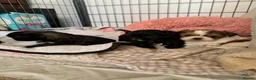 Shih Tzu dogs for sale: Shih Tzu puppies available - Advert 11