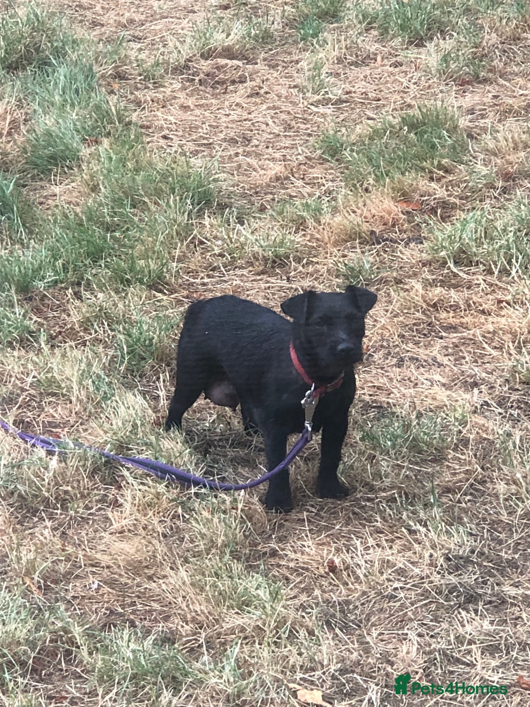Mixed Breed dogs for sale: Patterdale Black puppies - Image 10