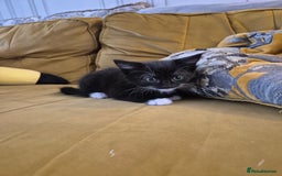 British Shorthair cats for sale: 5 adorable, playful kittens for sale. - Image 12