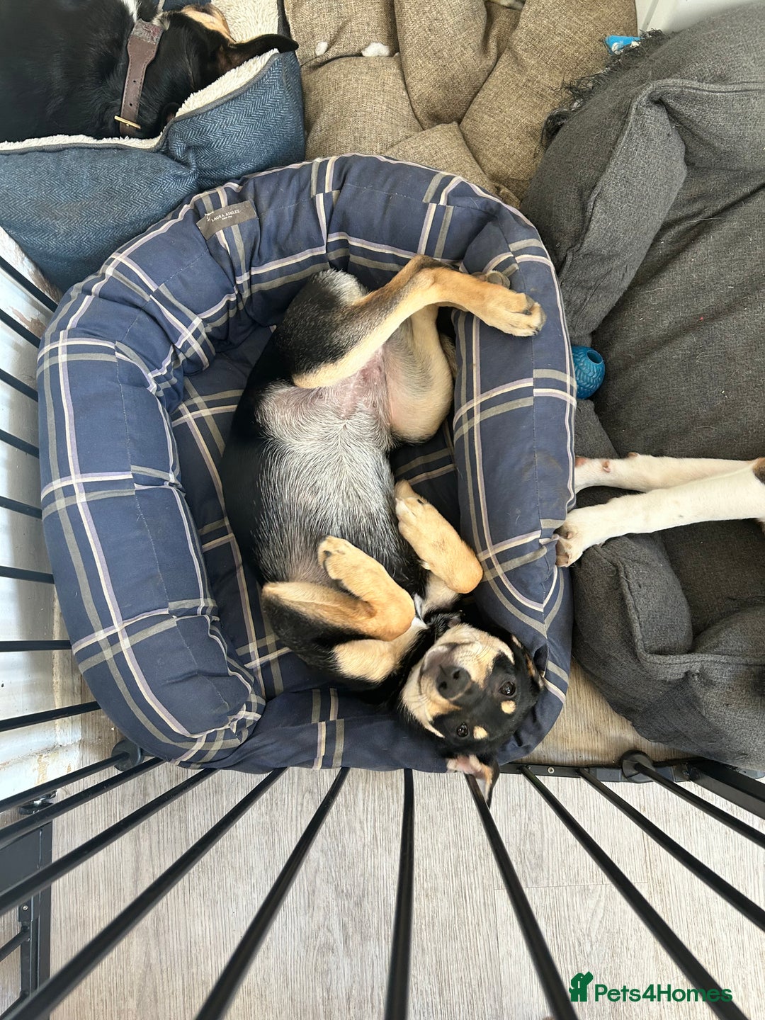 Mixed Breed dogs for sale: Our beautiful boy Koda💙 - Advert 25