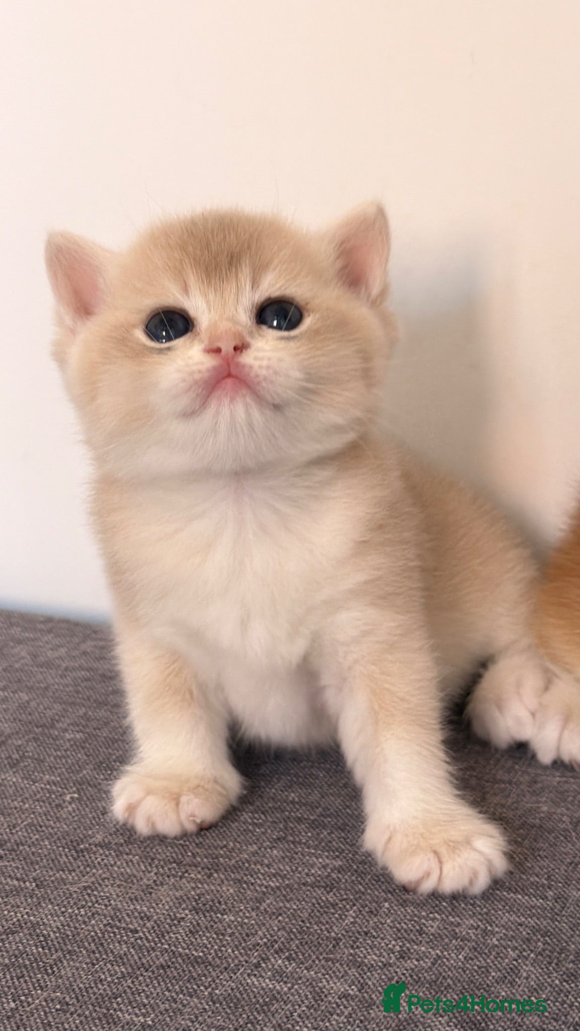 British Shorthair cats BSH Golden kittens Ecx show quality, Tica reg  - Advert 2