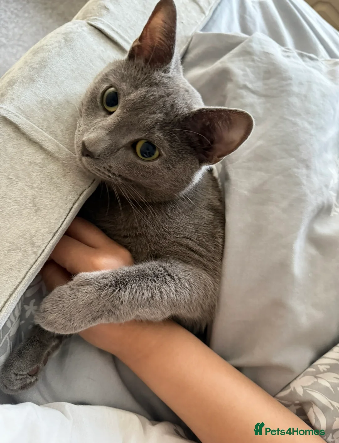 Russian Blue cats for sale: Beautiful Russian blue male cat - Advert 1
