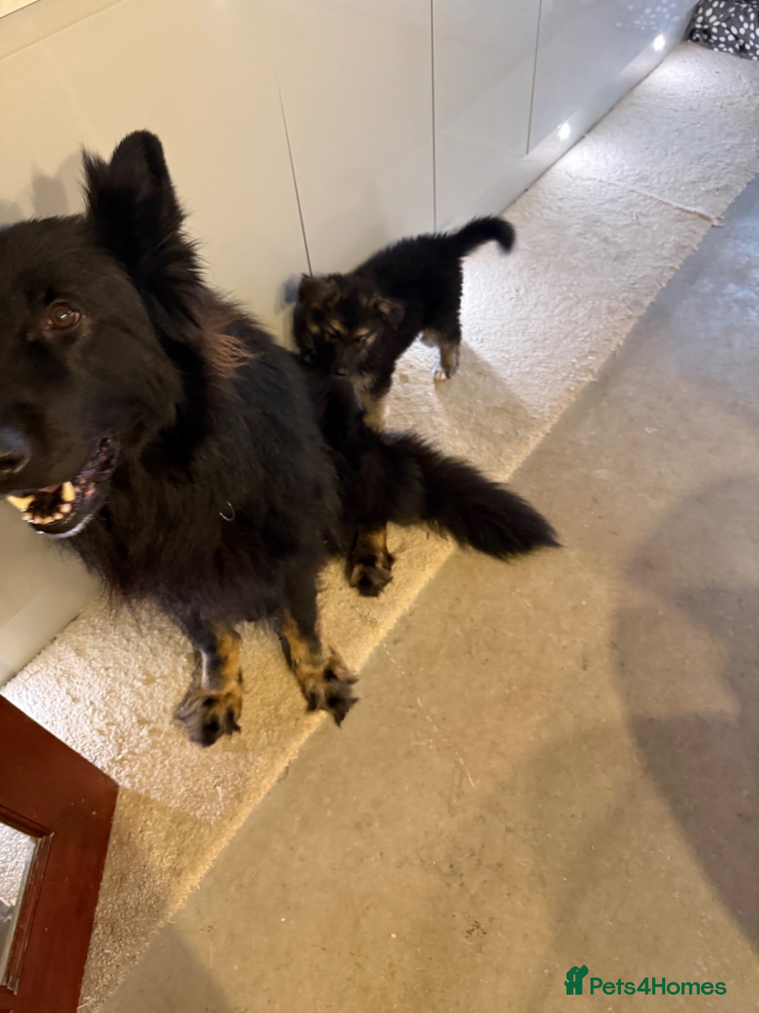 German Shepherd dogs German shepherd male pups  - Advert 1