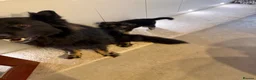 German Shepherd dogs for sale: German shepherd male pups  - Advert 1