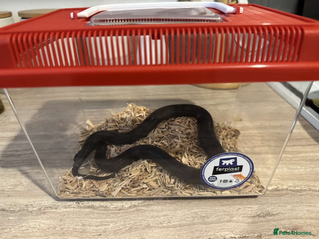King Snake reptiles for sale: Male Mexican Black King Snake & Enclosure - Image 10