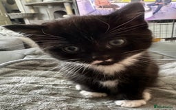 Persian cats for sale: Persian x kittens - Image 18