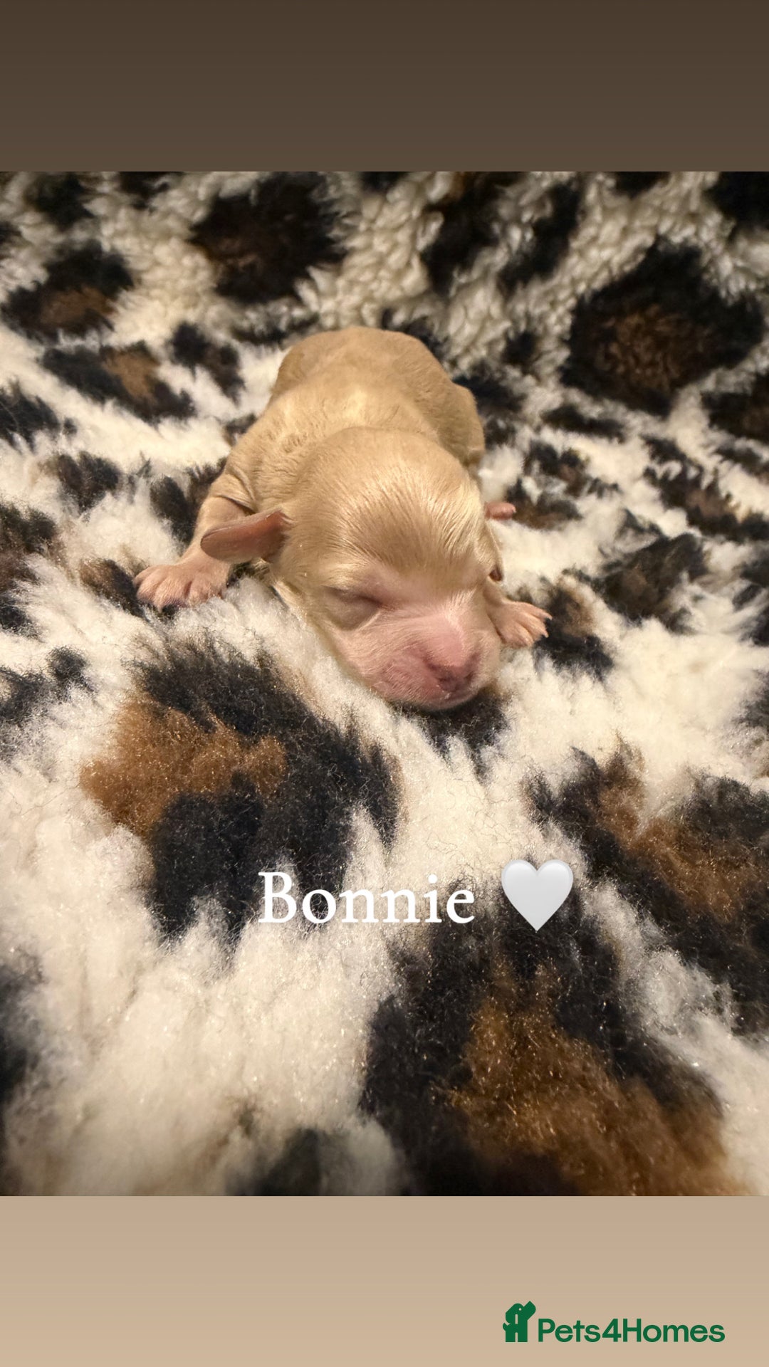 Cockapoo dogs for sale: 🌸Beautiful cockapoo puppies, ready 03 March🌸 - Advert 9