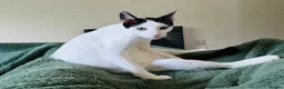 Arabian Mau cats for adoption: Charlie 🐾 - Advert 8