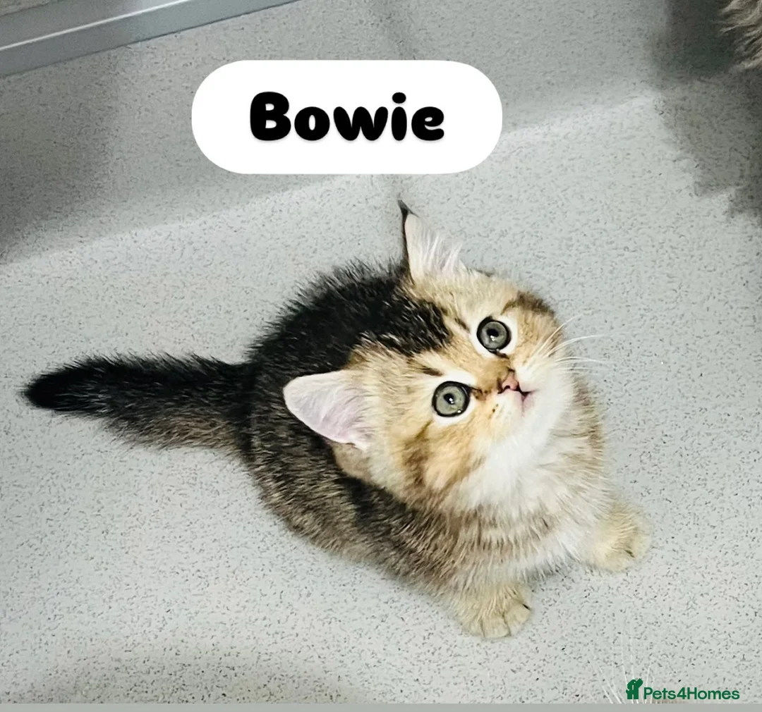 Scottish Fold cats for sale: TICA registered Pedigree boy kitten  - Advert 9