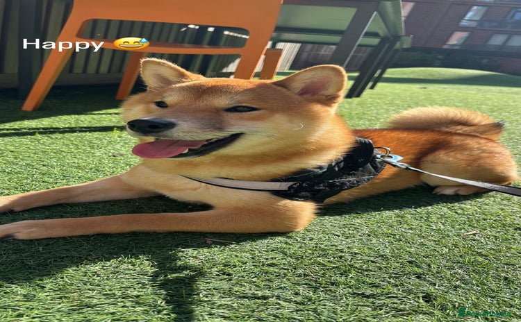 Japanese Shiba Inu dogs - Advert 2