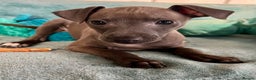 Italian Greyhound dogs for sale: KC Reg. Stunning Female Italian Greyhound Pup. - Advert 2