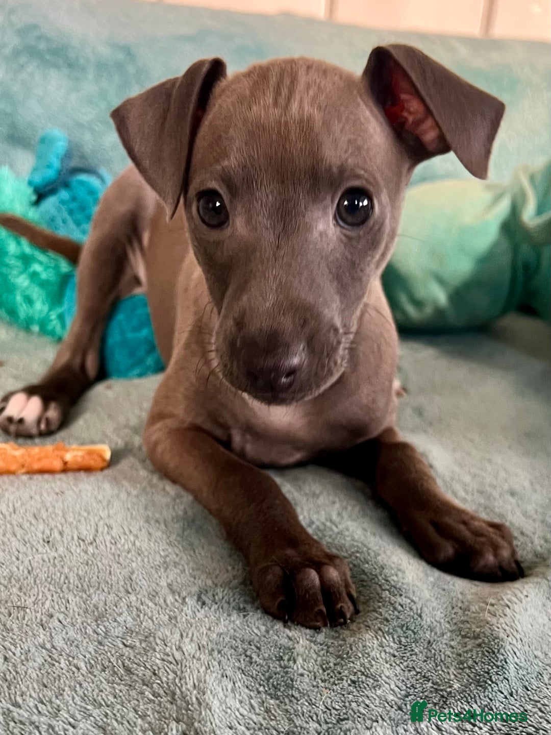 Italian Greyhound dogs for sale: KC Reg. Stunning Female Italian Greyhound Pup. - Advert 2