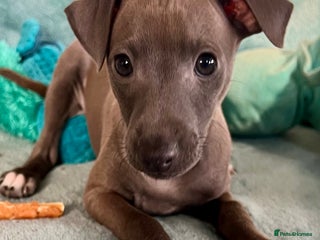 Italian Greyhound dogs KC Reg. Stunning Italian Greyhound Pup. - Advert 3