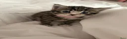 Domestic Shorthair cats for sale: Tabby’s for sale £100 - Advert 7