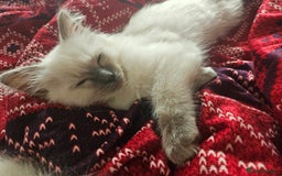 Ragdoll cats for sale: 5 Ragdoll Kittens 😻 READY NOW - Image 8
