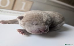 Shar Pei dogs for sale: Shar Pei Puppies - Ready 23rd December - Image 8