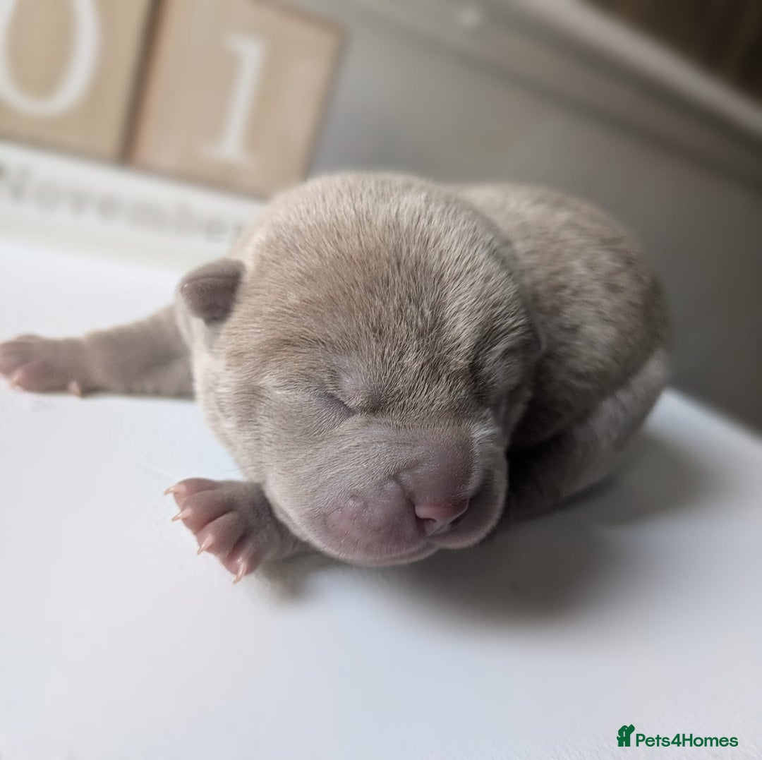 Shar Pei dogs for sale: Shar Pei Puppies - Ready 23rd December - Image 8