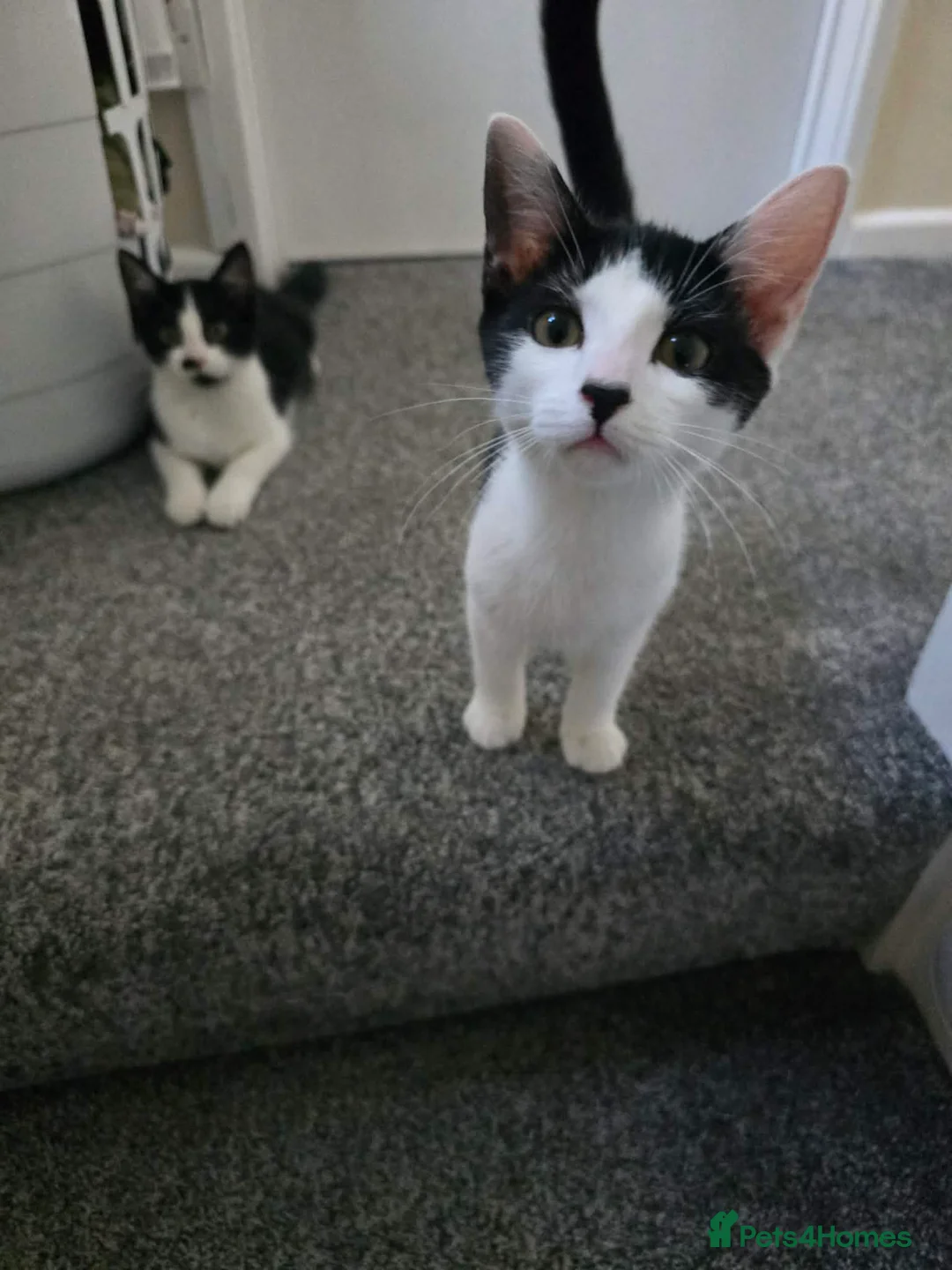 Mixed Breed cats for sale: Two kittena for sale as a pair to good homes! in Newton Abbot - Advert 3