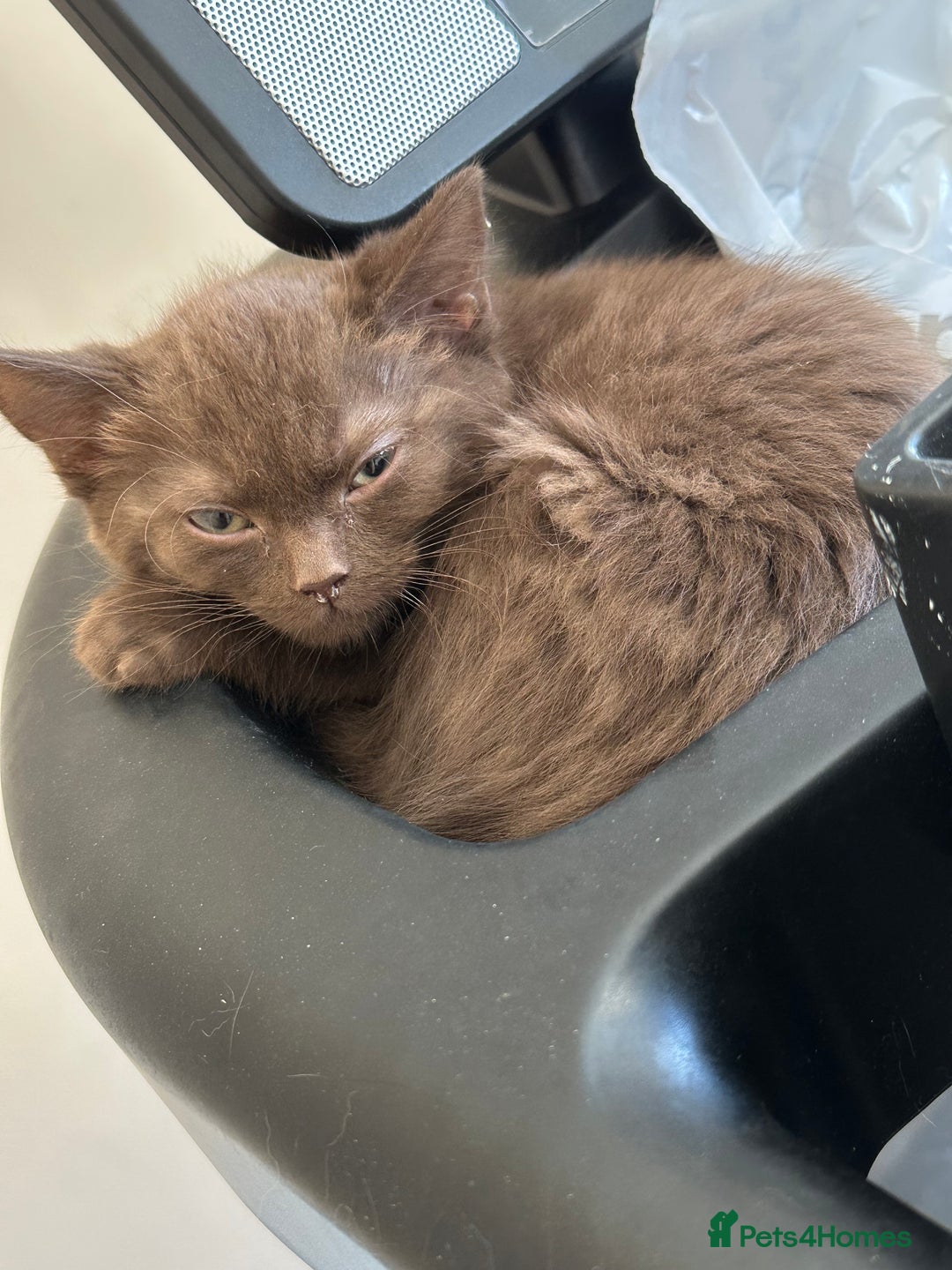 Mixed Breed cats for sale: Kittens for sale  - Image 29