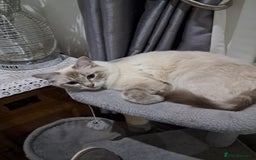 Ragdoll cats for sale: Active GCCF Queen Ragdoll - Image 1