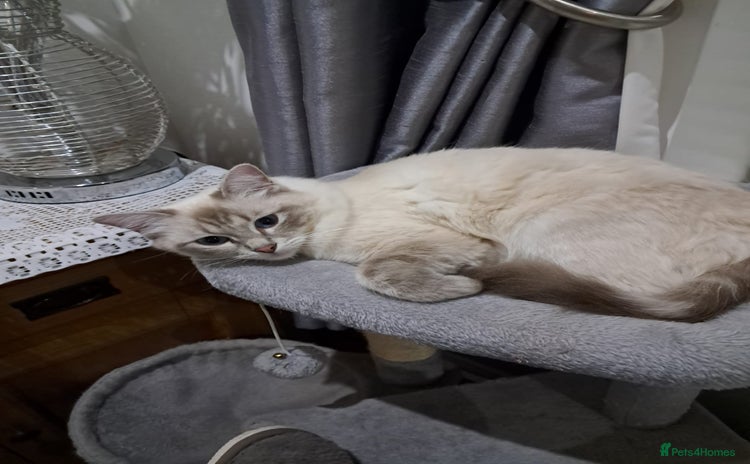 Ragdoll cats - Advert 3