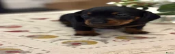 Dachshund dogs for sale: Smooth haired miniature Dachshunds 🐶😍 - Advert 13