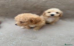 Maltipoo dogs for sale: Multipoo  - Image 13