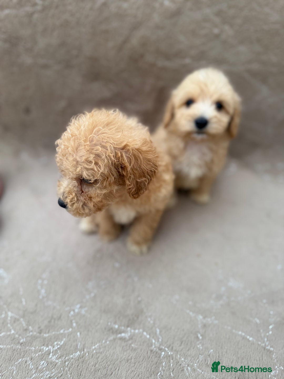 Maltipoo dogs for sale: Multipoo  - Image 13