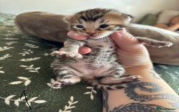 Bengal cats for sale: Bengal kittens - Image 3