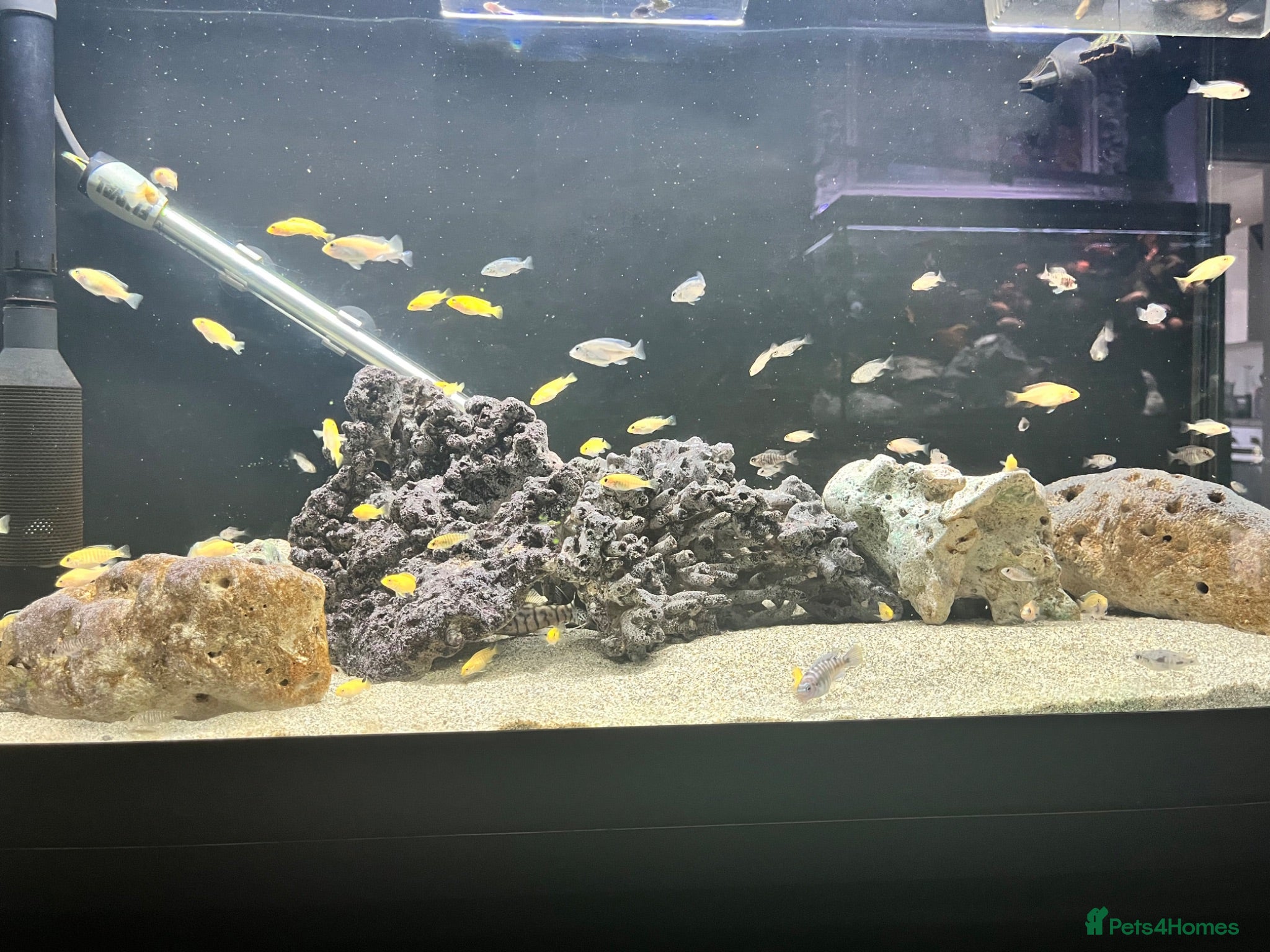 Cichlids fish Yellow lab cichlids mbuna Kenya and red shoulder  - Advert 9