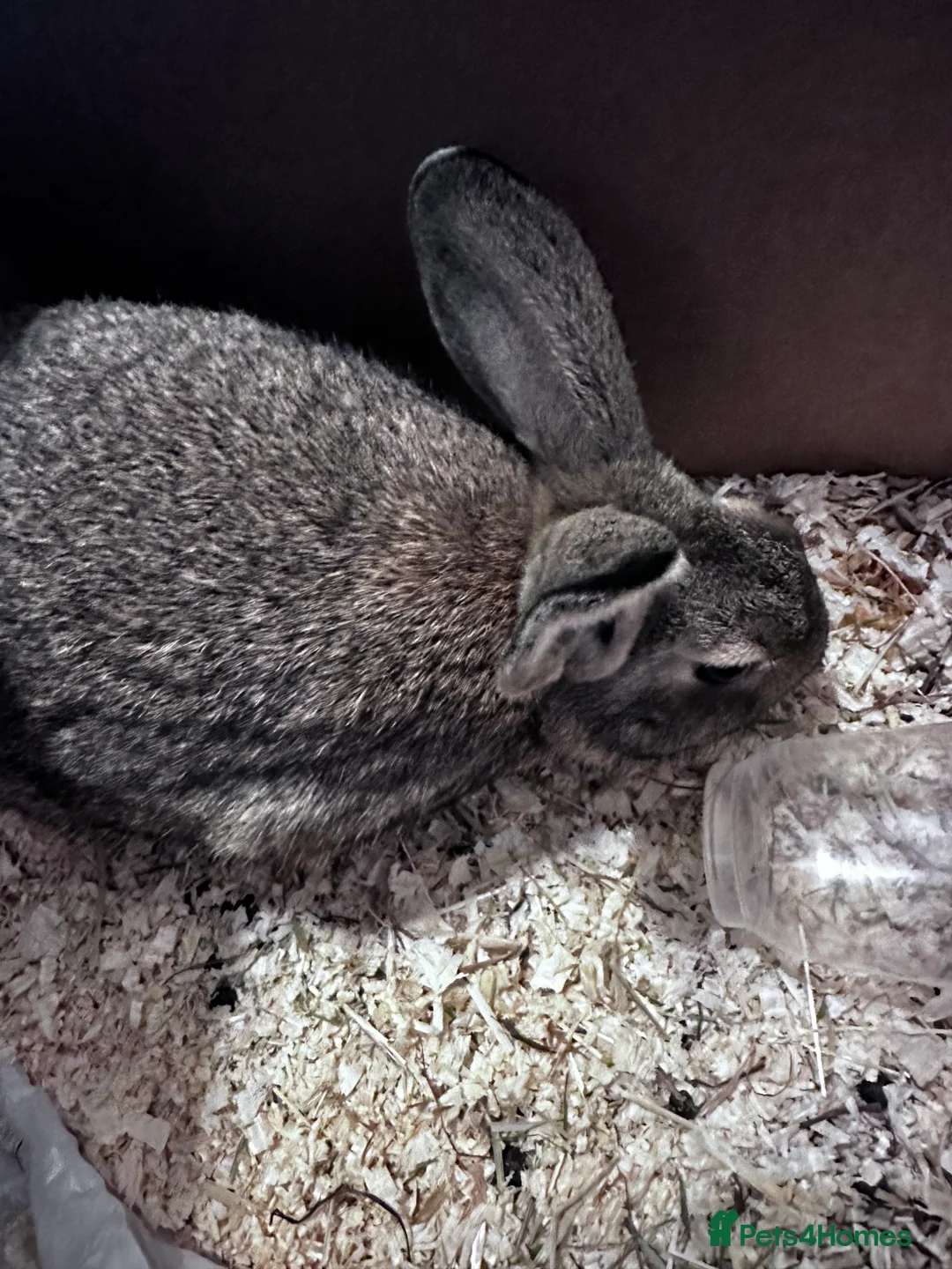 Mixed Breed rabbits for sale: Lop X Rex doe - Advert 3