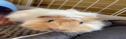 Guinea Pig rodents for sale: single female guinea + cage set up in Dunmow - Advert 3