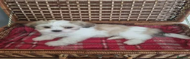 Lhasa Apso 3