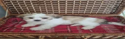 Lhasa Apso dogs for sale: KC registered Lhasa Apso Puppies 3 available  - Advert 6