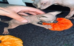 Sphynx cats for sale: Stunning Canadian sphynx kittens - Image 4