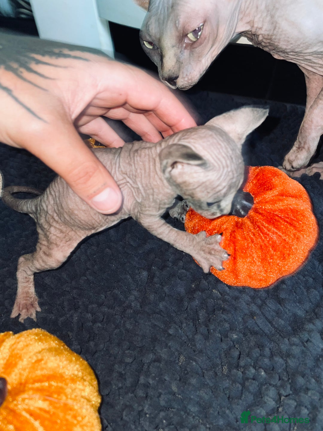 Sphynx cats for sale: Stunning Canadian sphynx kittens - Image 4