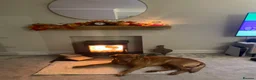 Labrador Retriever dogs for stud: Lovely Fox Red Lab for stud 🧡 - Advert 5