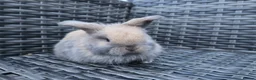 Mini Lop rabbits for sale: Beautiful mini lop bunnies  - Advert 5