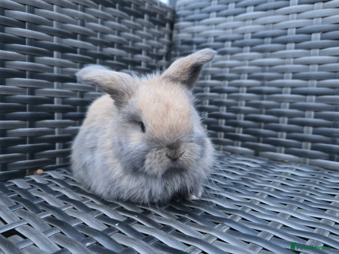 Mini Lop rabbits for sale: Beautiful mini lop bunnies  - Advert 5