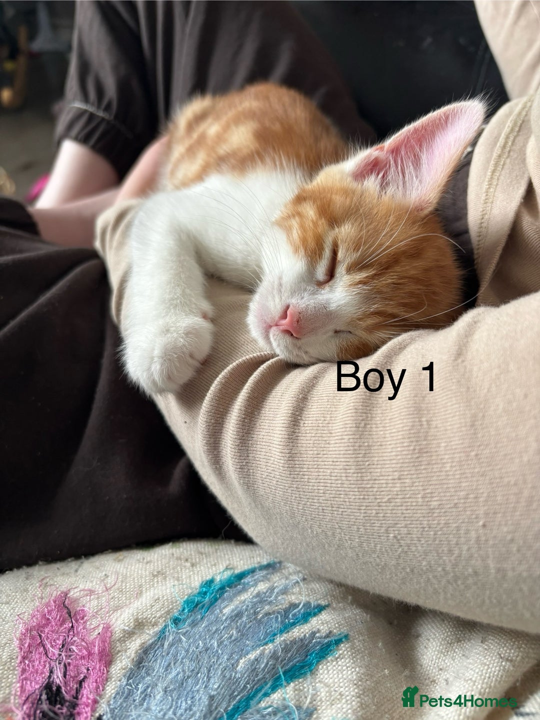 Mixed Breed cats for sale: 1 Gorgeous little boy left  - Image 13