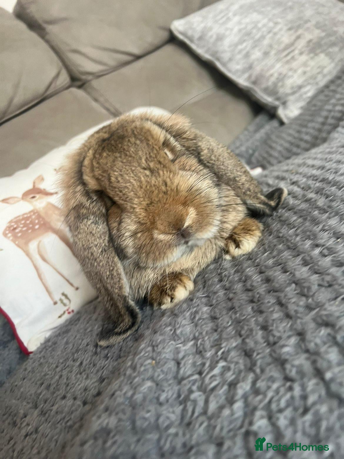 German Lop rabbits Pair of Gorgeous lop girls  - Advert 18