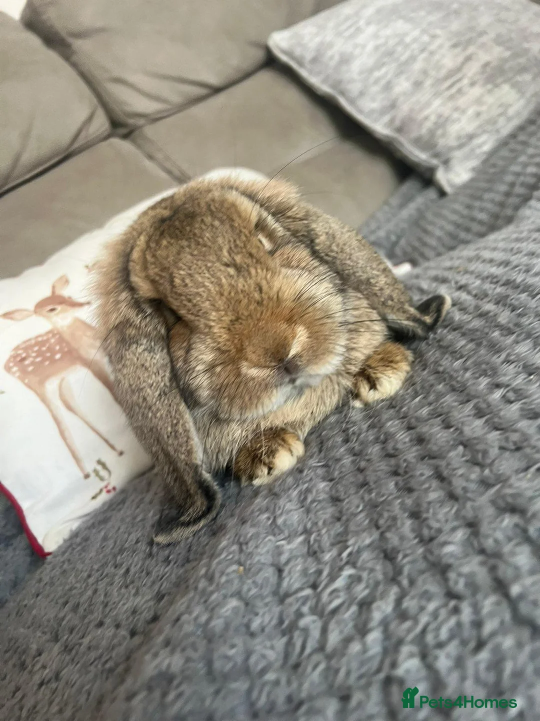German Lop rabbits for sale: Pair of Gorgeous lop girls  - Advert 1