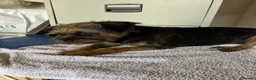 Border Terrier dogs for sale:  K C registered Border terrier.  - Advert 2