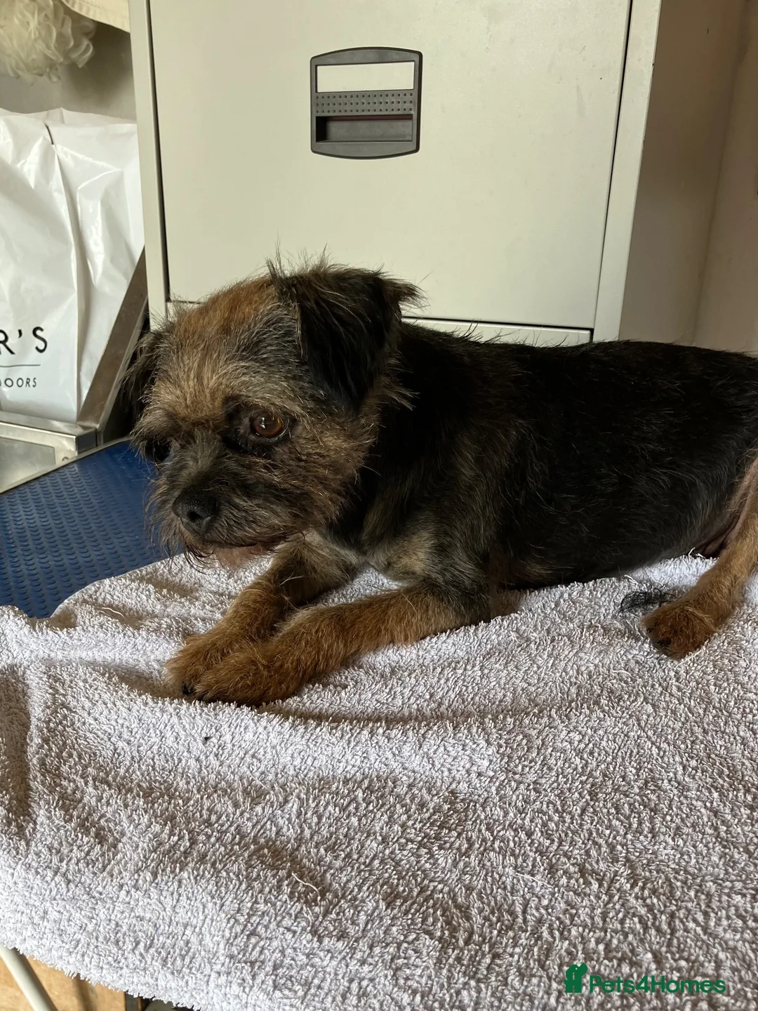 Border Terrier dogs for sale:  K C registered Border terrier.  - Advert 2