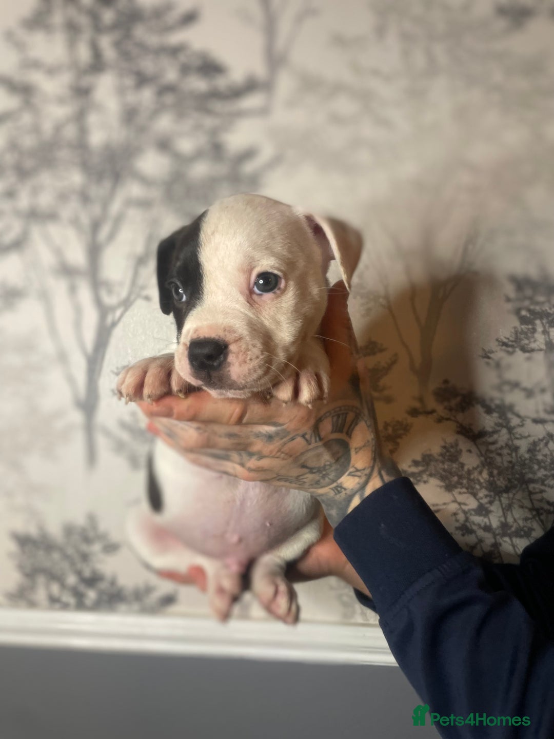 Shorty Bull dogs for sale: Proper pocket bully’s - Advert 22