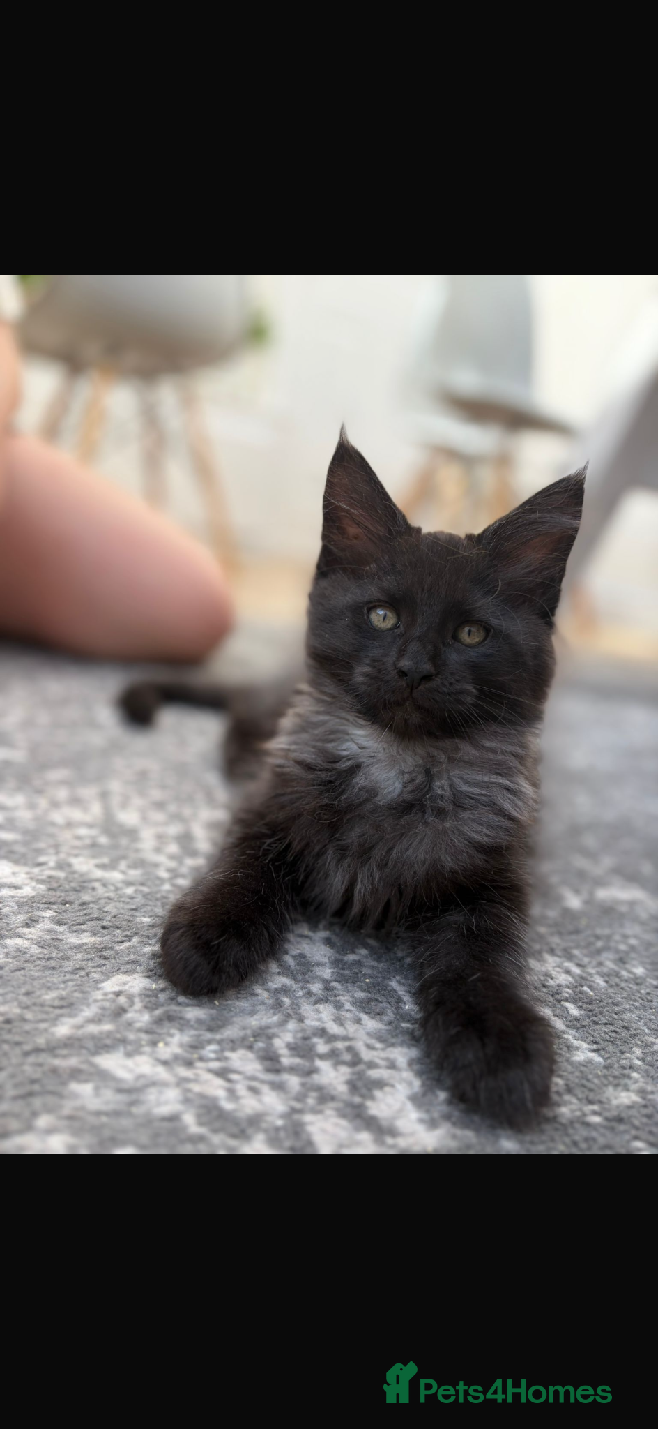 Maine Coon cats TICA Registered Black Smoke Maine Coons✨ - Advert 15