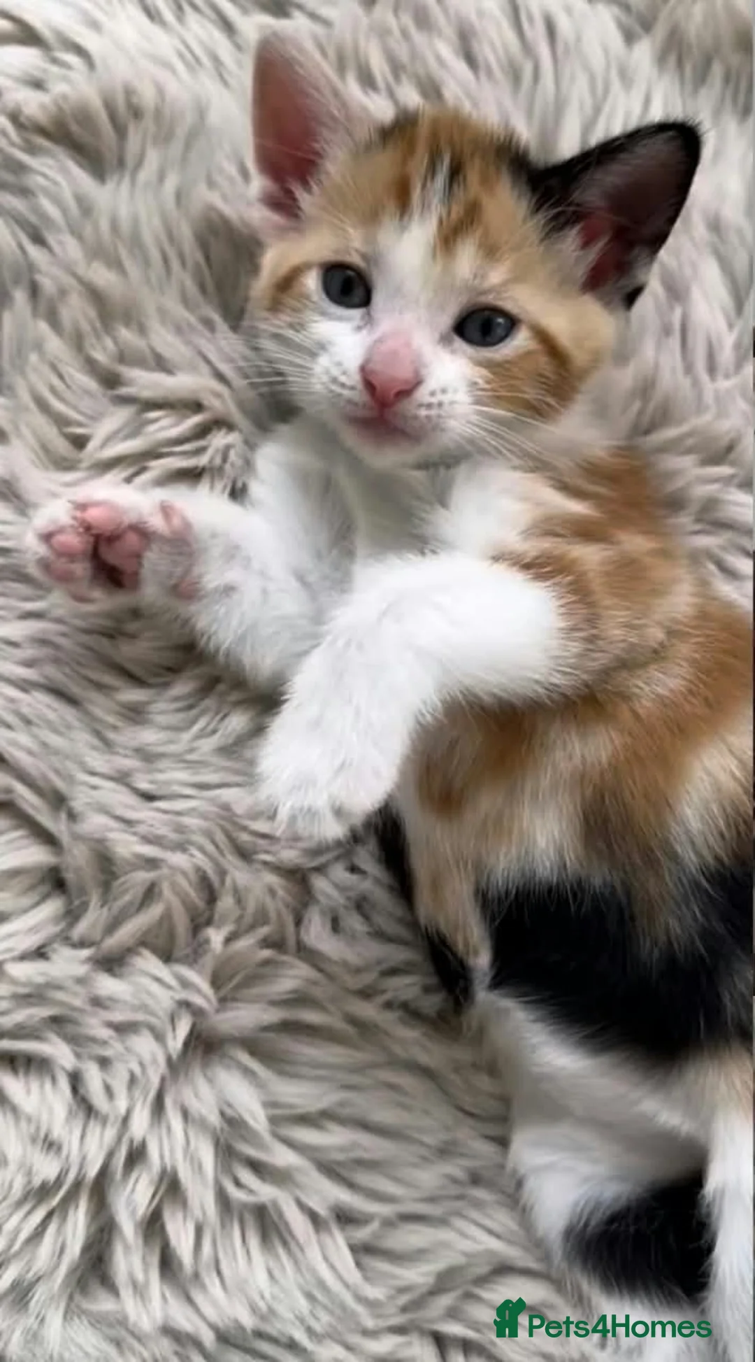 Mixed Breed cats for sale: Brown kitten  - Advert 2